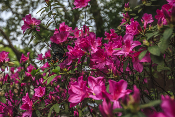 台湾杜鹃花