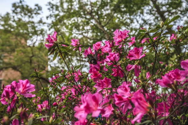 台湾杜鹃花