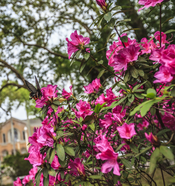 台湾杜鹃花