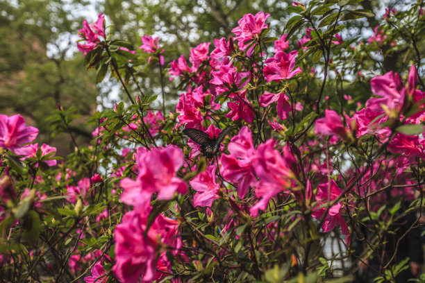 台湾杜鹃花