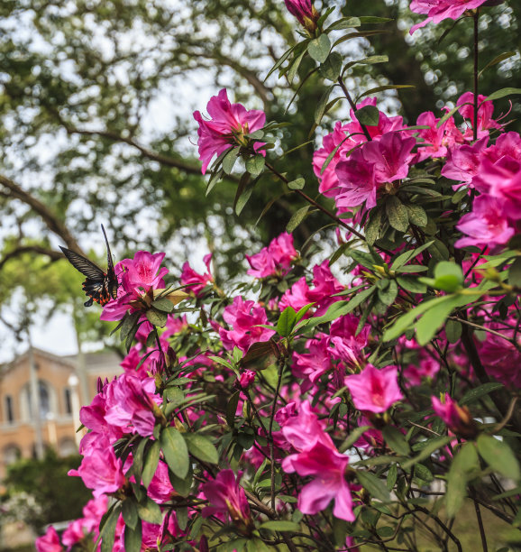 台湾杜鹃花