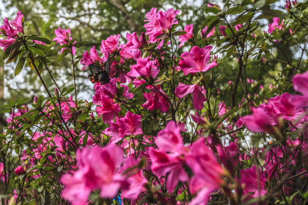 台湾杜鹃花