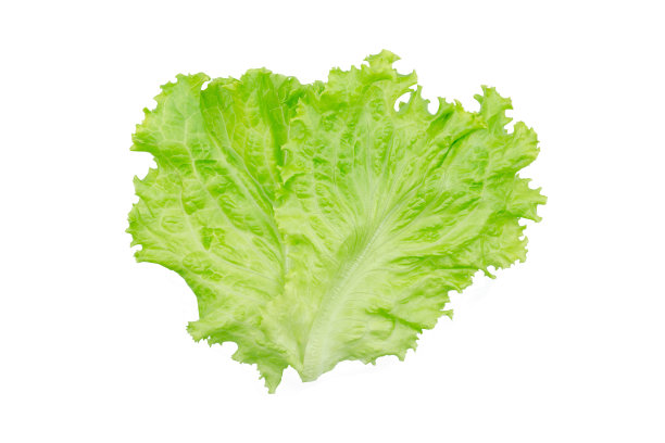 生菜