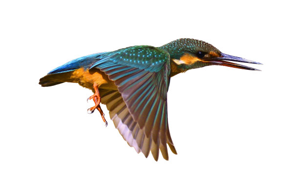avian