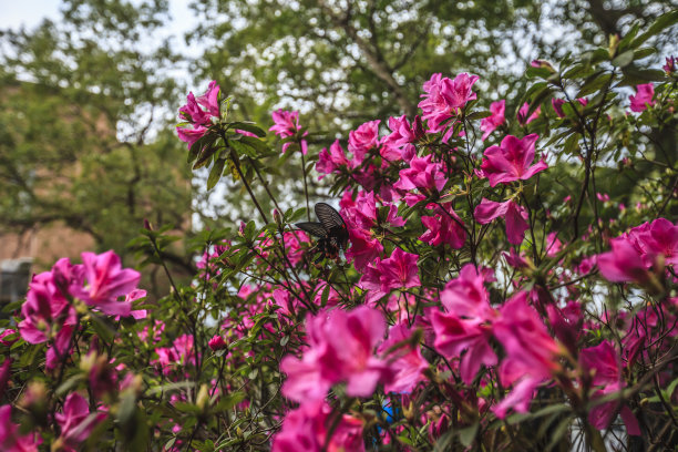 台湾杜鹃花