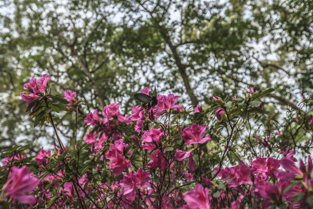 台湾杜鹃花