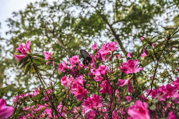 台湾杜鹃花