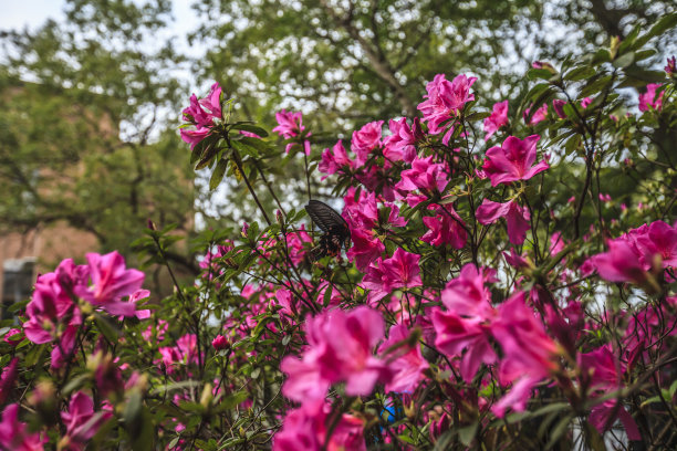 台湾杜鹃花