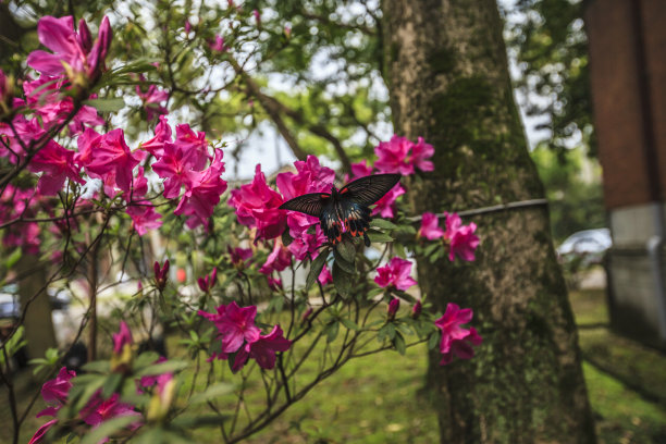 台湾杜鹃花