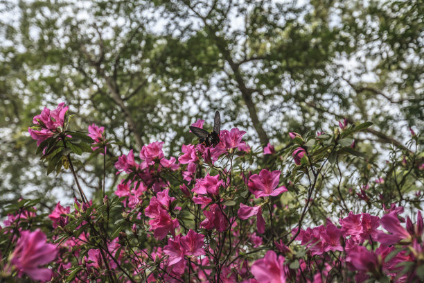 台湾杜鹃花