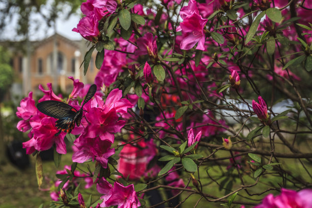 台湾杜鹃花