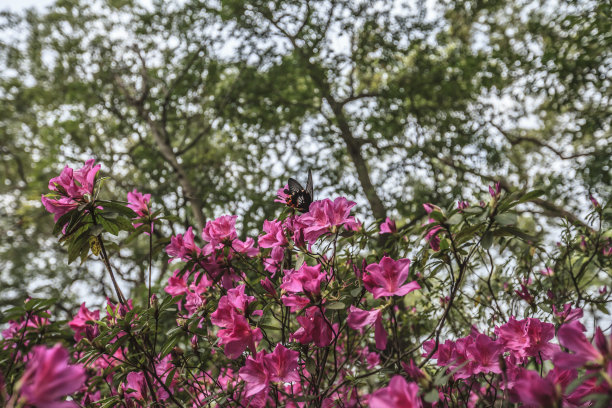 台湾杜鹃花