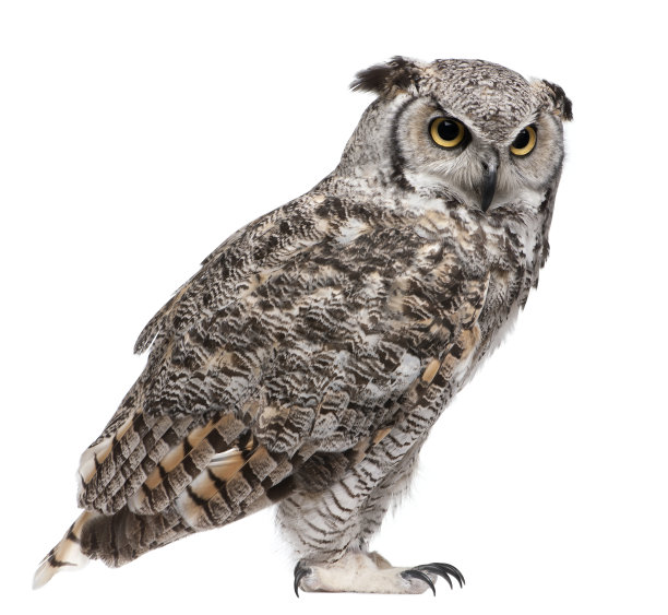 bubo