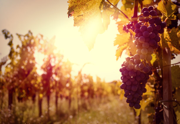 vineyard