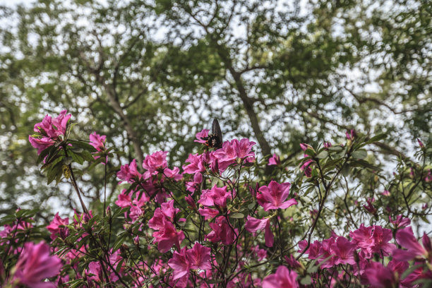 台湾杜鹃花