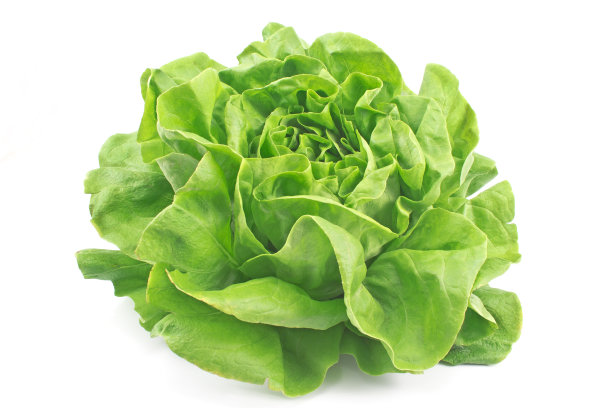 lactuca