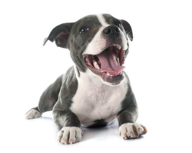 doggy