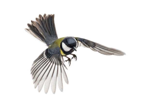 birds