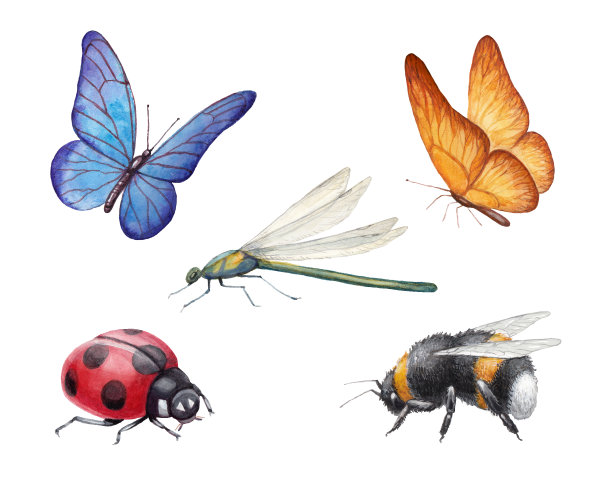 entomology