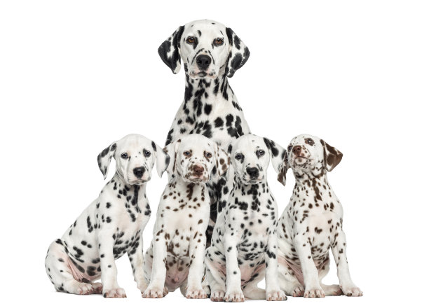 dalmatian