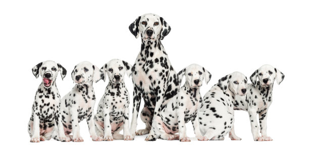 dalmatian