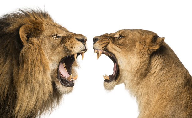 lions