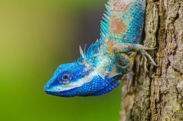 chamaeleon