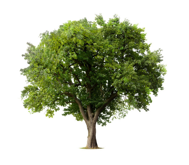 trees