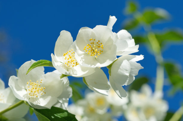 jasmine