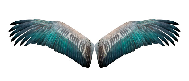 wings