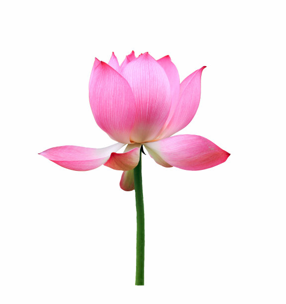 仅一朵花,花,植物