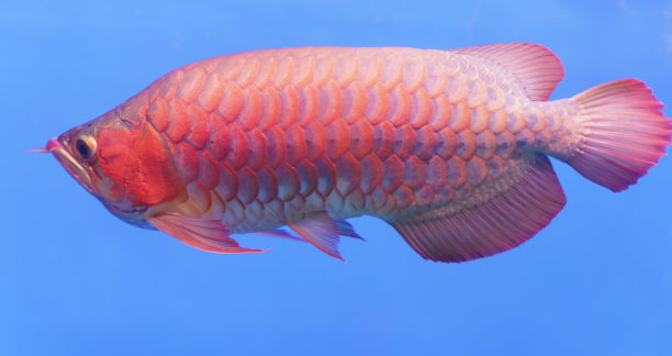 arowana