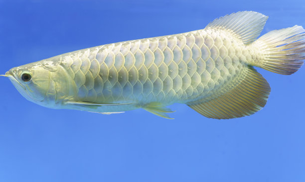 arowana