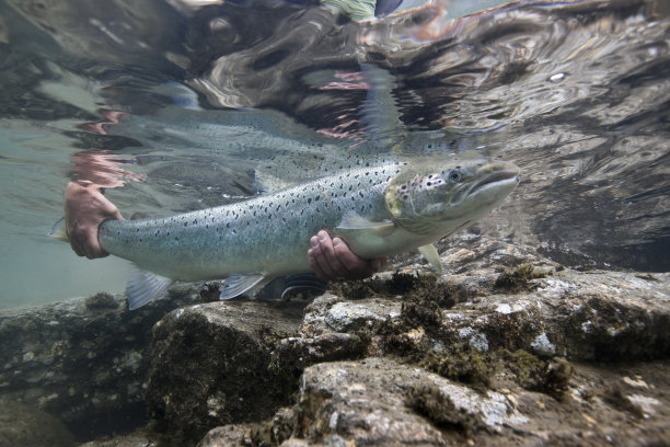 salmo