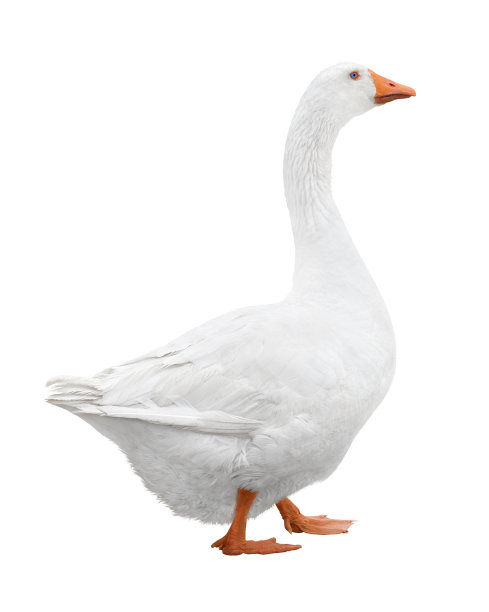 goose