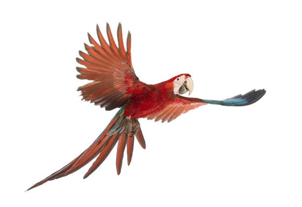 macaw