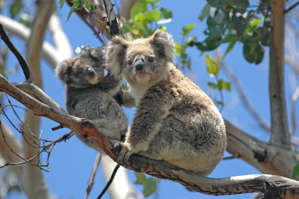 koala