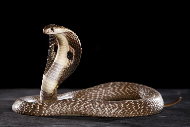 cobra