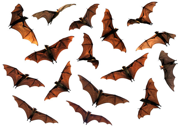 bat