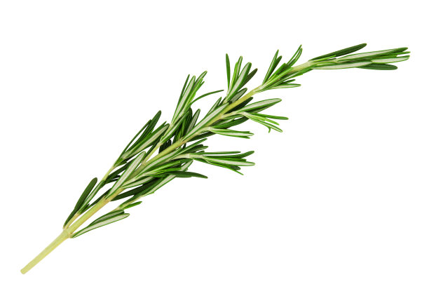 rosemary