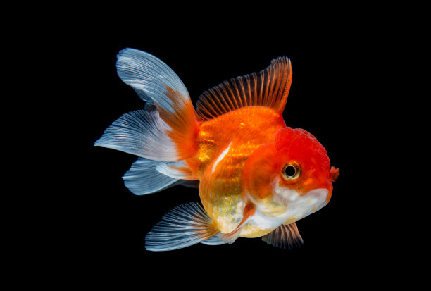 carassius
