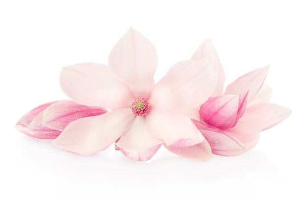 粉色玉兰花