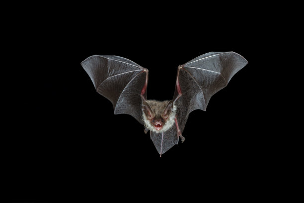 bat