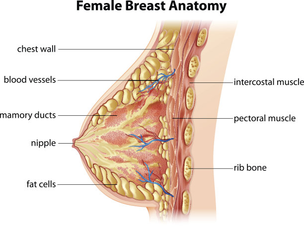 breast