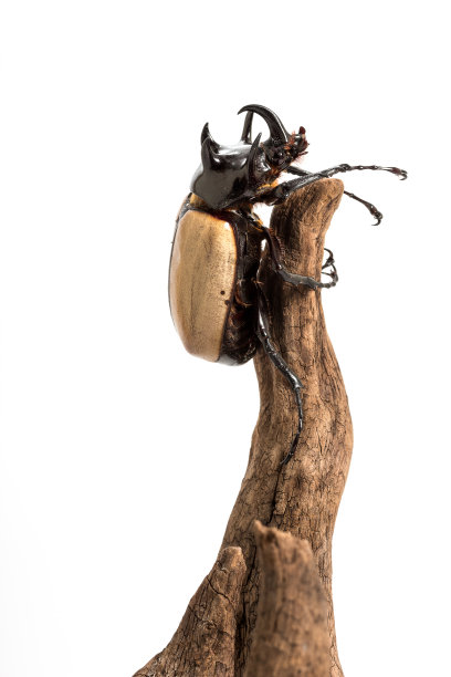 五角犀甲虫