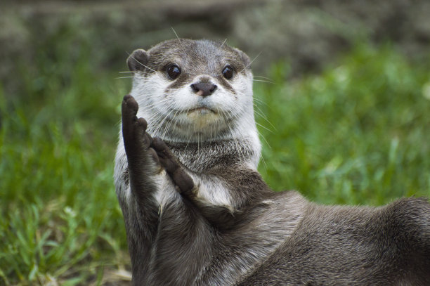 wildlife