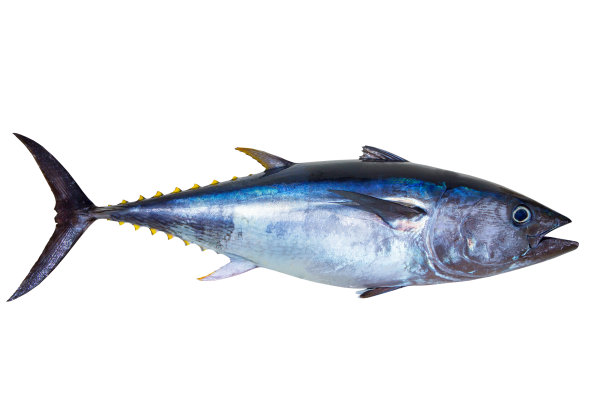 tuna