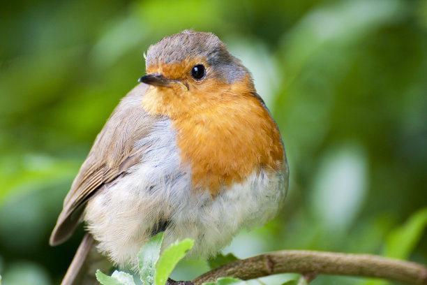 robin-chat