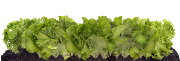 lactuca