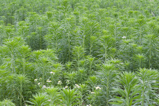 mugwort
